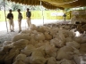 Relief Work by Hazrat Sultan Bahu Trust in Pakistan
